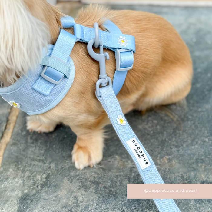 Small dog wearing a blue daisy-patterned harness, lead, and collar set with adjustable neck strap.
