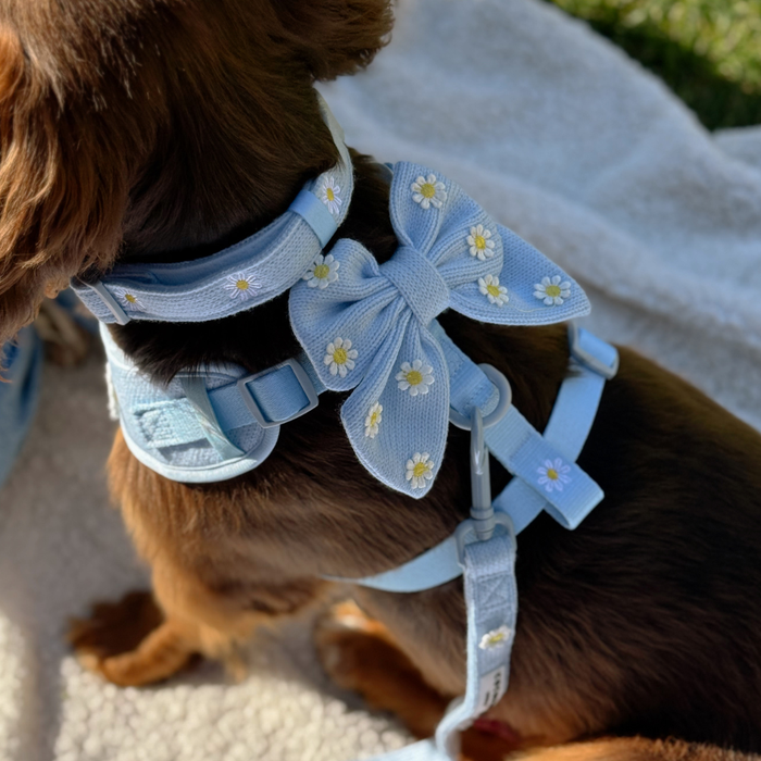 Brown dog outdoors wearing a light blue Cocopup London sailor bow tie with daisy pattern, on a white blanket.