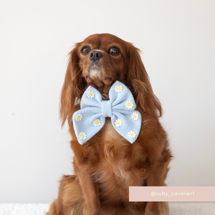 Brown dog wearing a blue daisy print sailor bow tie and polyester collar on a plain background.