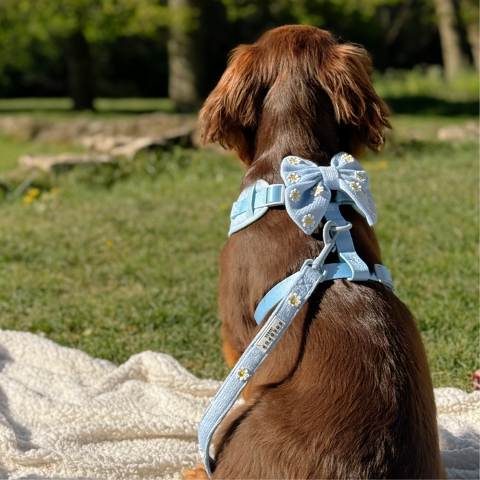 Brown dog facing away on a blanket outdoors, wearing a blue floral Cocopup London leash.