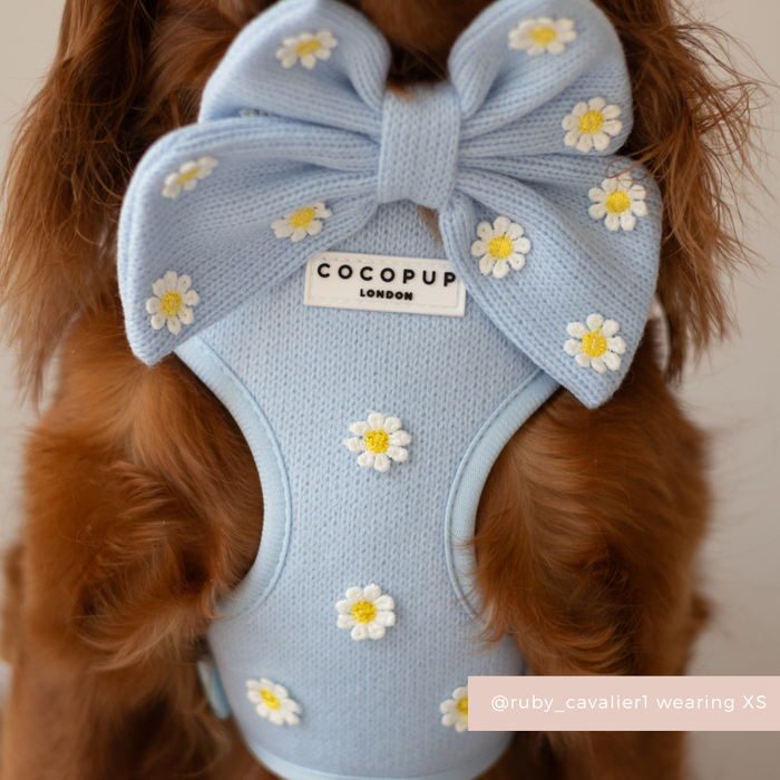 Small dog wearing a blue harness with white daisy pattern and matching blue bow.