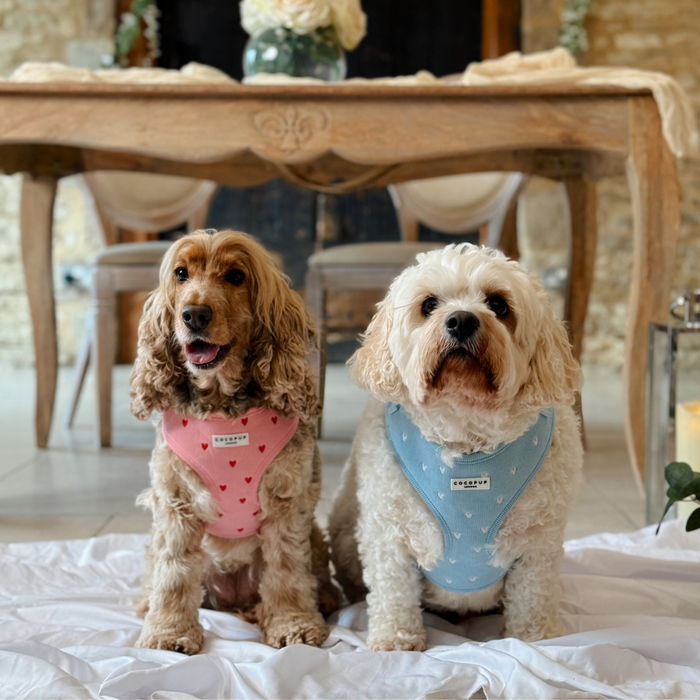 Two dogs on a blanket wear Cocopup London harnesses: one pink, one blue with heart pattern. Indoors.