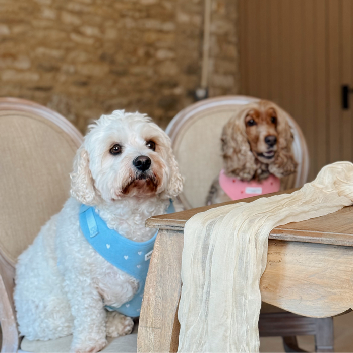 Two dogs wear blue cord harnesses with heart designs while sitting on chairs at a wooden table.