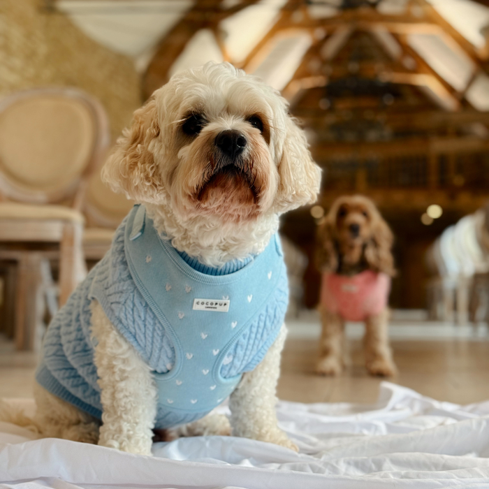 Fluffy white dog wears a blue cord harness with heart print; another dog in a pink harness is visible behind.