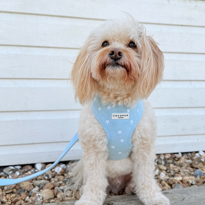 Cream-colored dog in a blue cord adjustable harness stands on pebbles next to a white wall.