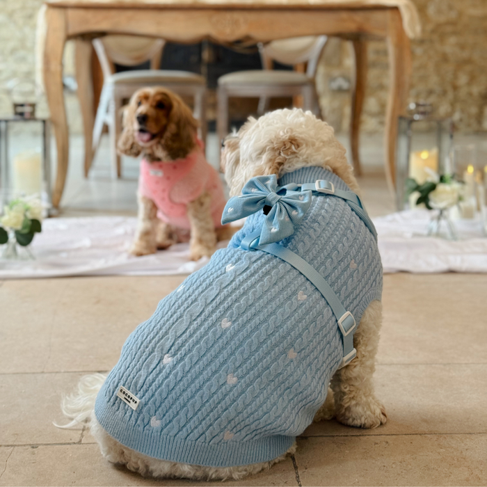 Two dogs in sweaters indoors by a floral table; one wears a blue cord sailor bow tie with heart patterns.