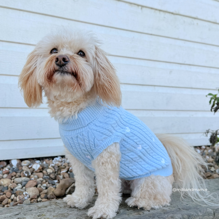 Small fluffy dog wearing a blue cord Cocopup London jumper with heart patterns, sitting by a white wooden wall and rocks.