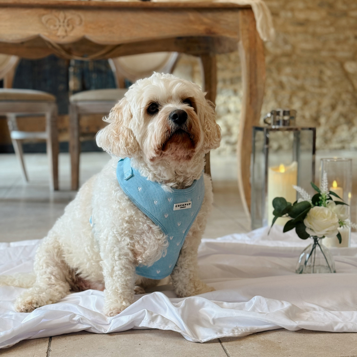 Cream dog wearing blue cord adjustable neck harness with white heart pattern.