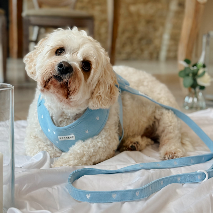 Small white dog on a white blanket wearing a blue cord lead with heart pattern from Cocopup London.