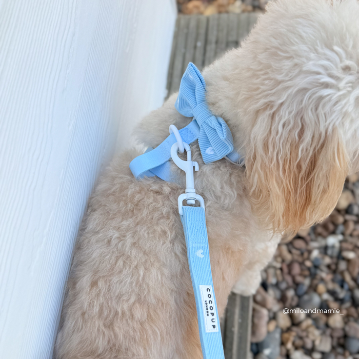 Fluffy dog wears a blue cord lead and matching collar from Cocopup London, standing on wooden floor by a white wall.