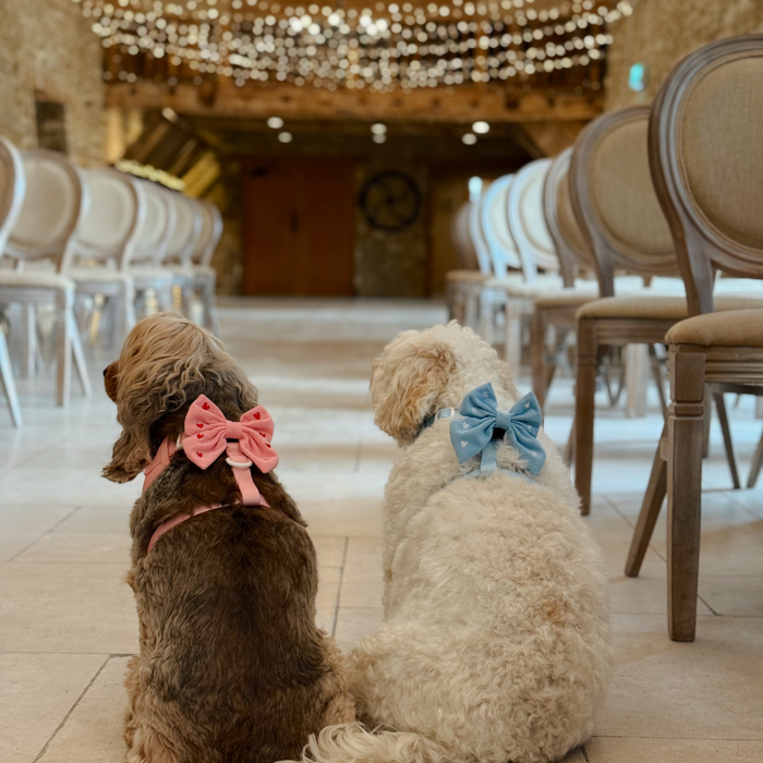 Two dogs wear pink cord sailor bow ties with heart patterns, sitting between chairs in a softly lit, decorated space.