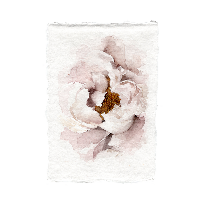Blush Peony | 5x7