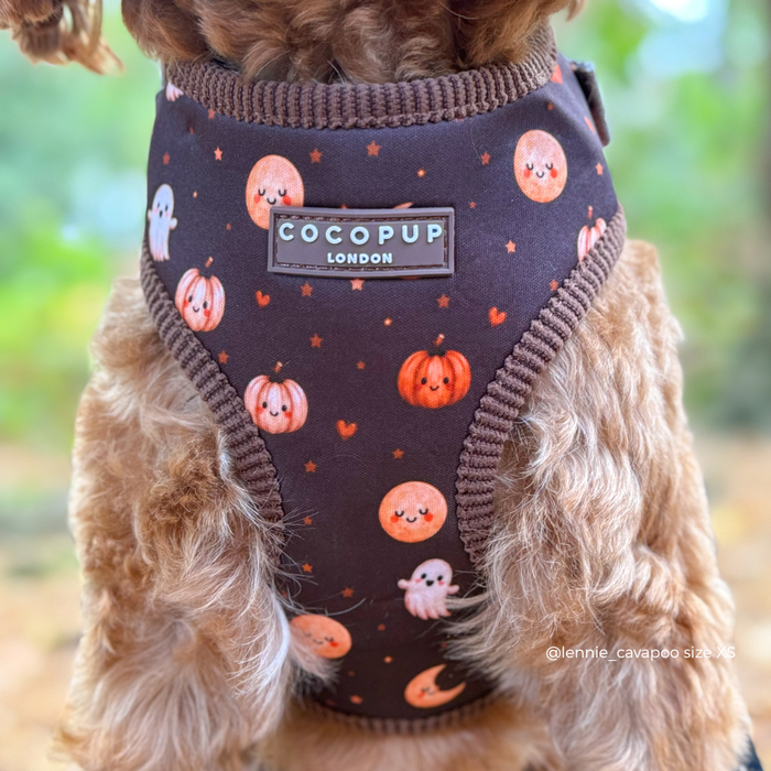 A close-up of a small brown dog wearing a dark brown pet harness with a Halloween print of orange pumpkins, white ghosts, and stars. The brand label 'COCOPUP LONDON' is visible on the chest.