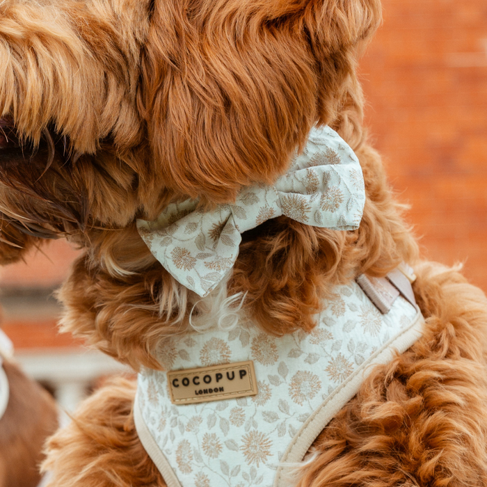 Fluffy dog wearing a Cocopup London Garden Meadow harness with bow tie, in front of a blurred brick background.
