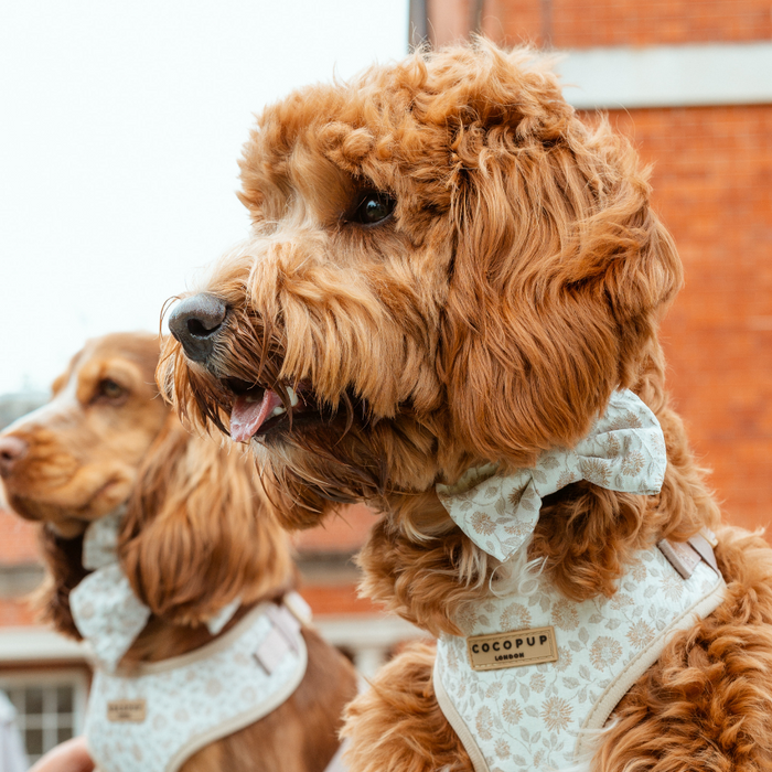 Two fluffy brown dogs wearing Cocopup London Luxe bow ties in a Garden Meadow floral print sit by a brick building.