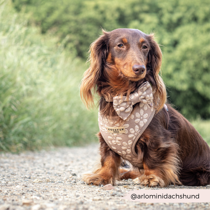 Brown long-haired dachshund wearing a mocha floral bow tie and harness on a gravel path.
