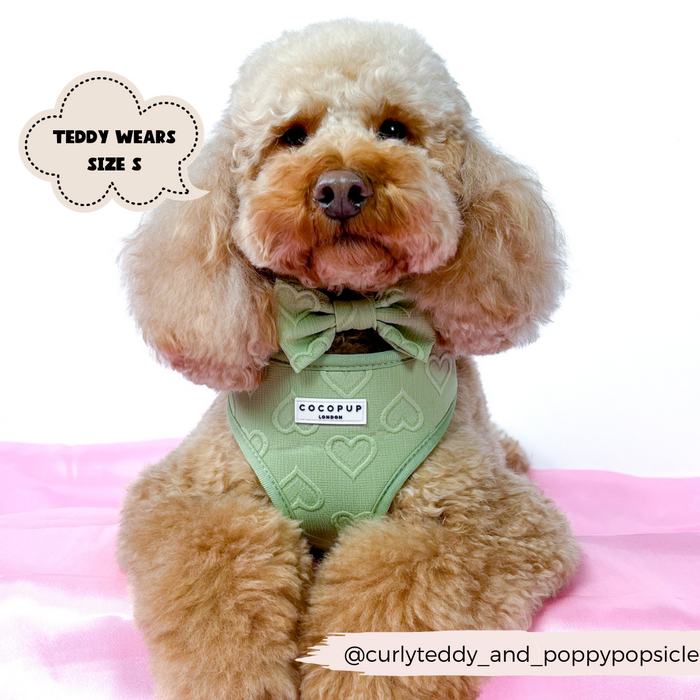 Poodle wearing Cocopup London Luxe Sage Heart bow tie; speech bubble reads “TEDDY WEARS SIZE S”.