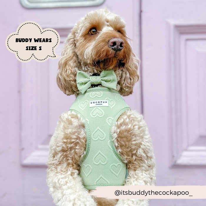 Cockapoo in a sage green Cocopup London Luxe bow tie with heart pattern; speech bubble says Buddy wears size S.