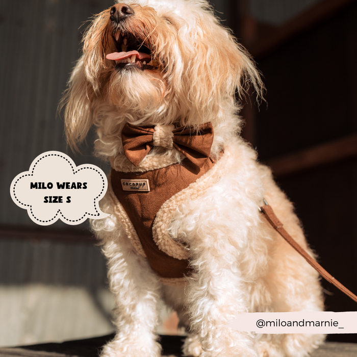 A fluffy white dog wearing a Cocopup London Brown Aviator Adjustable Neck Harness, Lead & Collar Bundle and an added bow tie sits outdoors with its mouth open, seemingly happy. A speech bubble reads, "MILO WEARS SIZE S." The Instagram handle "@miloandmarnie_" is in the bottom right corner of the image.