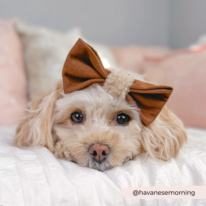 Fluffy Havanese wearing a brown Cocopup London aviator bow tie, lying on a white bed with pink pillows.