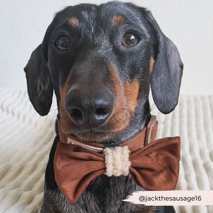 Dachshund wearing a brown aviator-style bow tie by Cocopup London, sitting on a cream blanket.