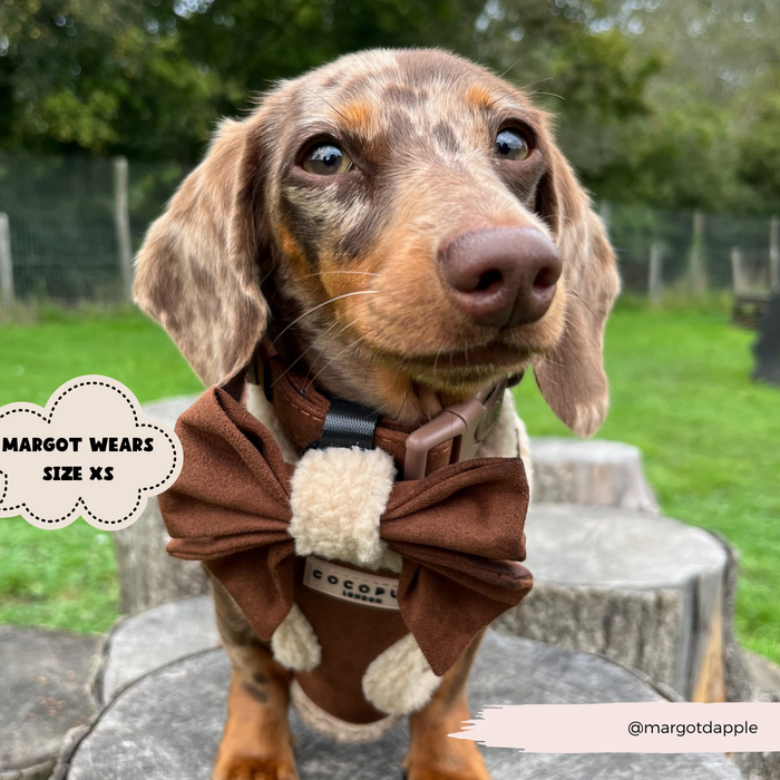Brown dachshund outside wearing a Cocopup London brown aviator-style sailor bow tie. Text reads: Margot wears size XS.