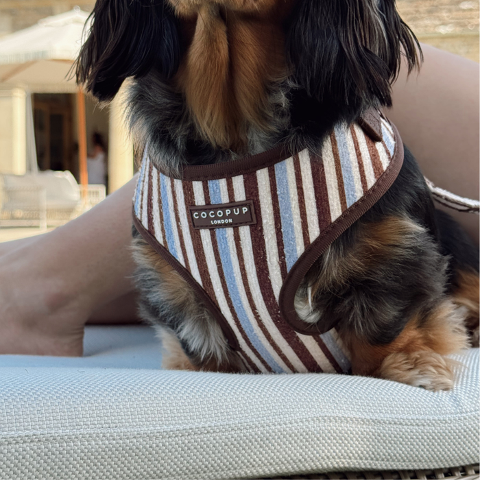 Brown & Blue Stripes Adjustable Neck HARNESS