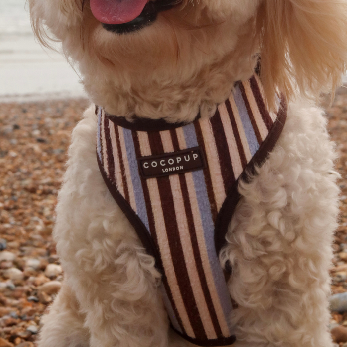 Brown & Blue Stripes Adjustable Neck HARNESS