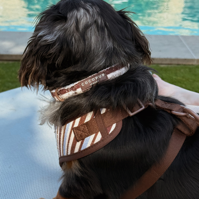 Brown & Blue Stripes COLLAR