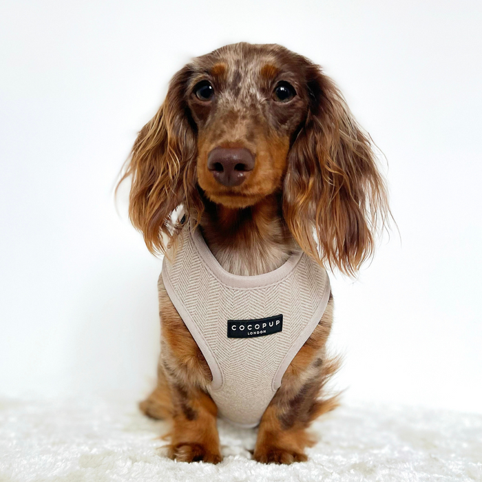 A brown and tan dachshund with long ears sits facing the camera, wearing a light beige harness that features a black label inscribed with "Cocopup London." With a plain white background and the dog resting on a soft, white surface, it is poised for stylish walks in its elegant Brown Tweed Adjustable Neck Harness from the Cocopup London Brown Tweed Adjustable Neck Harness, Lead & Collar Bundle.