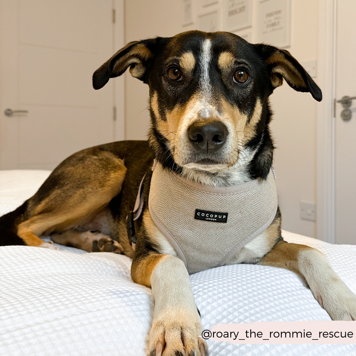 A dog with black, tan, and white fur is lying on a bed with a white quilt. The dog is looking directly at the camera with alert ears. The dog is wearing a gray Brown Tweed Adjustable Neck Harness that has the brand name "Cocopup London". The Instagram handle @roary_the_rommie_rescue is visible in the corner, ready for stylish dog walks.