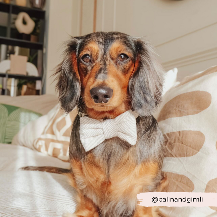 Long-haired dachshund in a Cocopup London brown tweed bow tie, sitting on a couch with herringbone-patterned cushions.