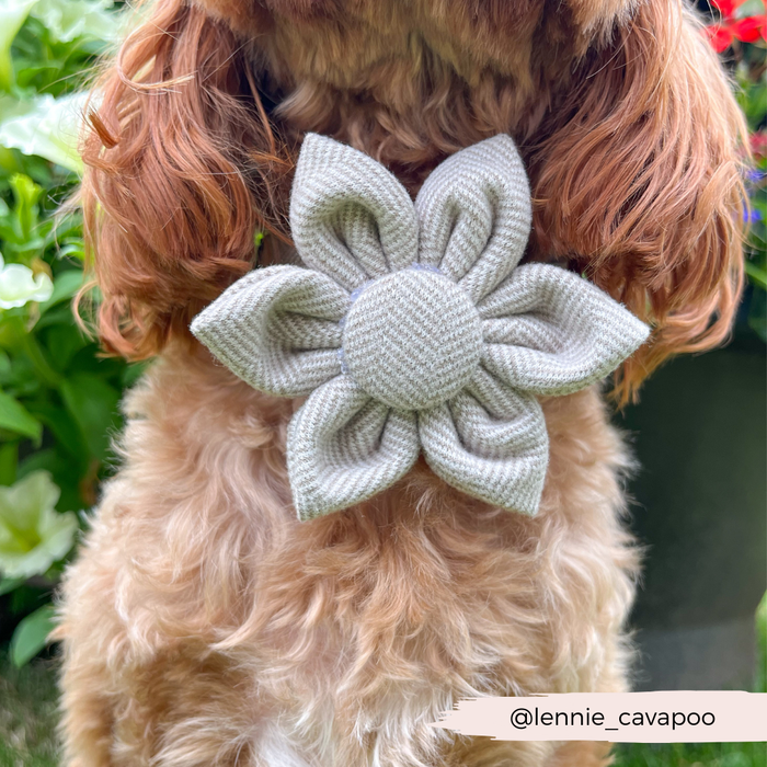 Golden Cavapoo wearing a brown tweed collar flower sits among colorful garden flowers.
