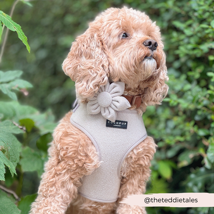Tan curly-haired dog in a light harness and brown tweed floral collar sits among green leaves.