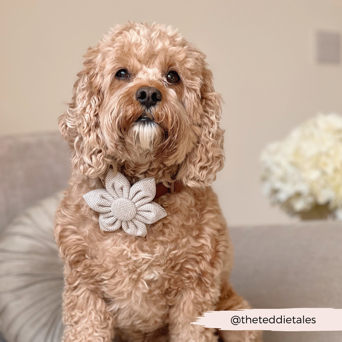 Tan dog with curly fur wearing a brown tweed collar flower, sitting on a neutral couch.