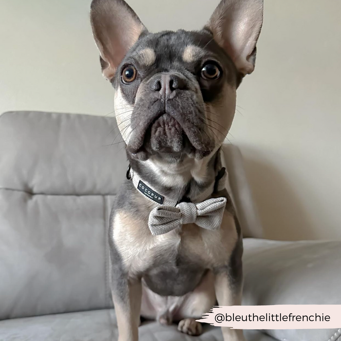 French Bulldog wearing a Cocopup London brown tweed collar and gray bow tie sitting on a light gray couch, facing forward.