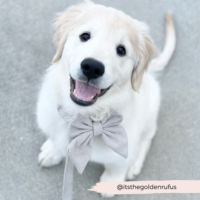 Golden retriever puppy wearing a brown tweed sailor bow tie by Cocopup London, smiling on a light gray background.