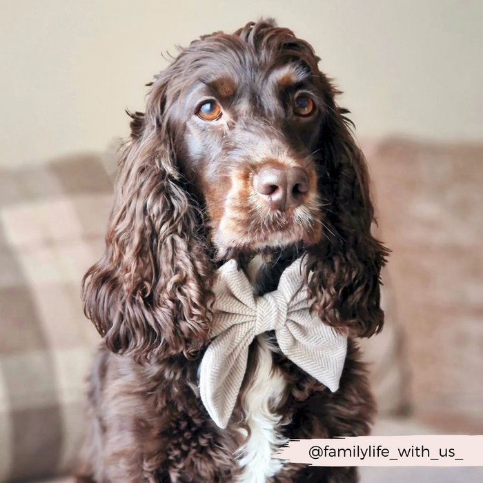 Brown spaniel on a couch wearing a Cocopup London brown tweed bow tie.