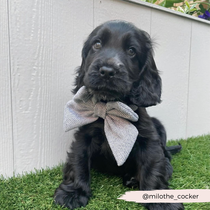 Black puppy with long ears wears a brown tweed sailor bow tie by Cocopup London while sitting on grass.
