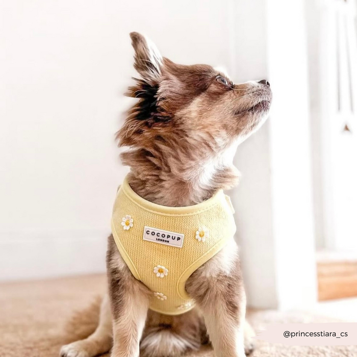 Small brown dog indoors wearing a yellow Cocopup London Buttercup Pup harness, lead, and collar set, looking up.