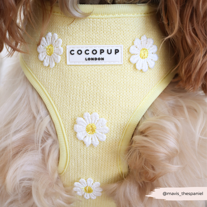 Dog wearing a yellow Cocopup London harness, lead, and collar set with white daisy pattern.
