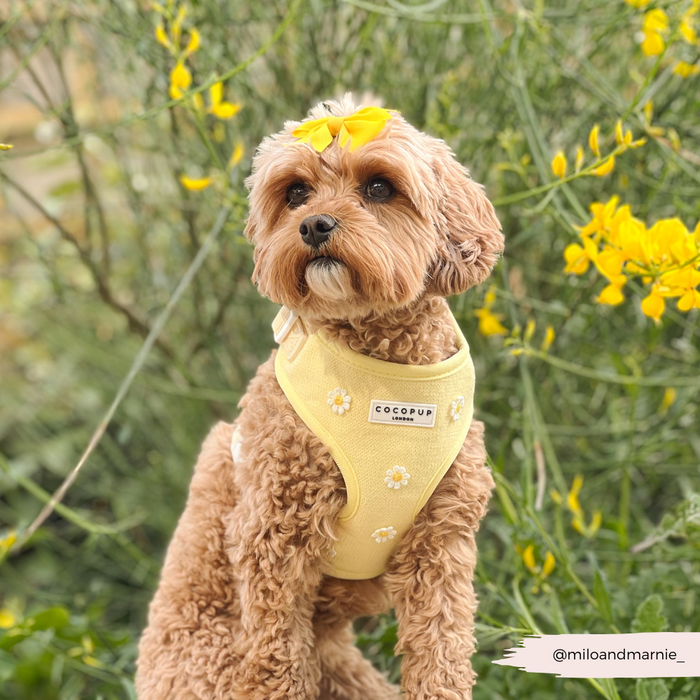 Brown curly-haired dog wearing a yellow Cocopup London adjustable collar sits among tall yellow flowers.