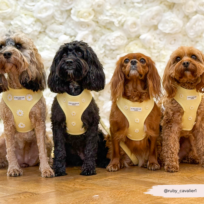 Four small dogs in yellow Cocopup London adjustable harnesses sit in front of a white floral wall.