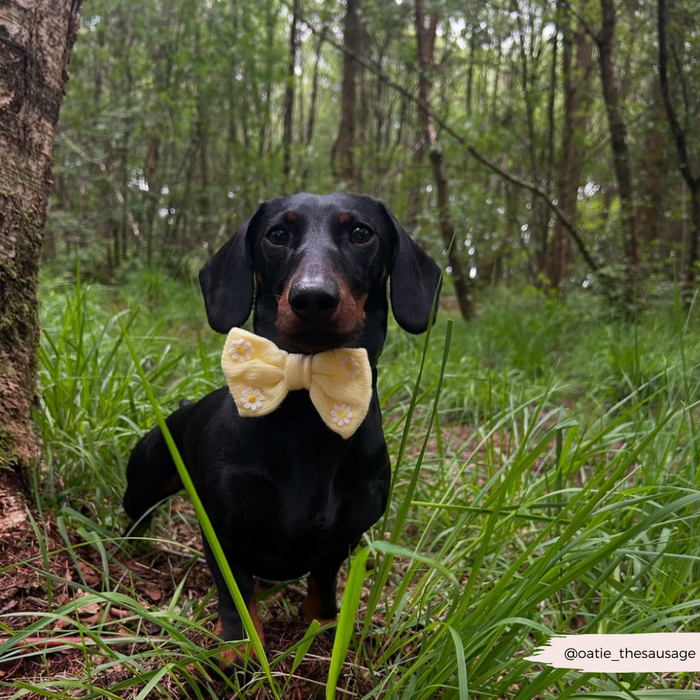 Black dachshund in tall grass wears a yellow floral Buttercup Pup Bow Tie by Cocopup London in a green forest.