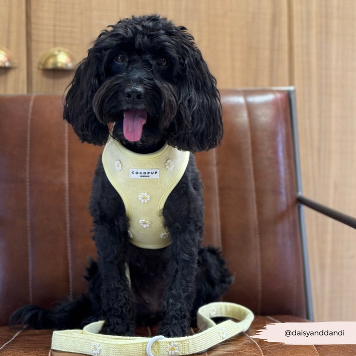 Black curly-haired dog wearing yellow Cocopup London Buttercup Pup harness and leash, sitting on a brown chair.