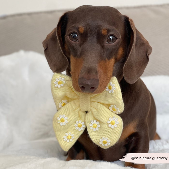 Brown dachshund wearing a yellow Cocopup London sailor bow tie, sitting on a white blanket.