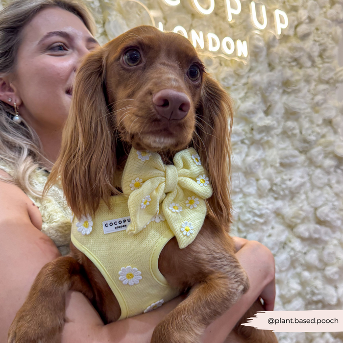 Dog wearing a yellow Buttercup Pup Sailor Bow Tie by Cocopup London, held in someones arms.