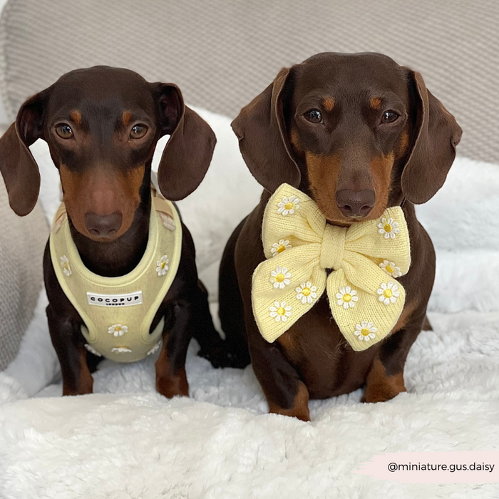 Two brown dachshunds on a blanket; one in a brown harness, the other wearing a yellow bow tie with white accents.