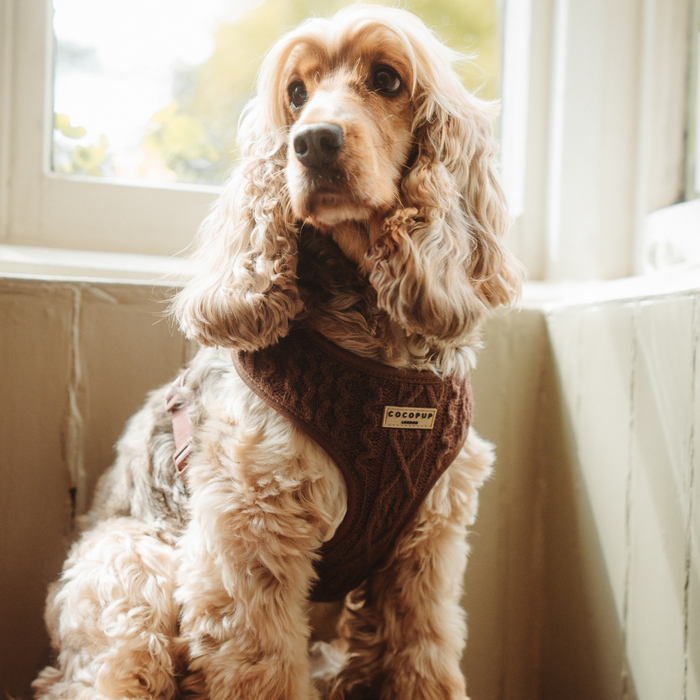Cocker spaniel wears a brown cable knit Cocopup London harness while sitting by a sunlit window.