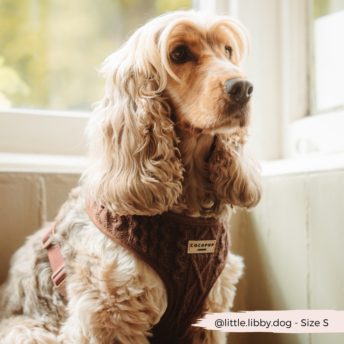Golden Cocker Spaniel wearing a brown cable knit Cocopup London harness sits by a sunlit window.